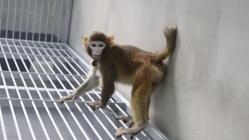 Científicos chinos clonan con éxito un mono 'rhesus'
