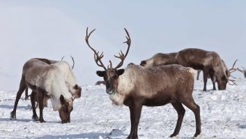El frío polar extremo de Noruega deja a los animales congelados