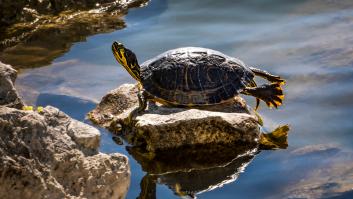 La tortuga prohibida por la UE se cuela en Cuenca y advierten de delitos penales