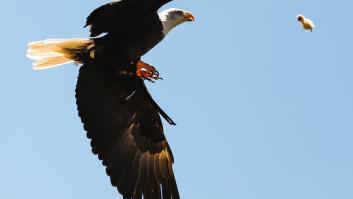 El águila noruega gana la batalla en España