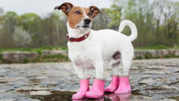 Una reconocida veterinaria avisa: ponerle botitas a tu perro cuando hace frío no es tan buena idea como creías