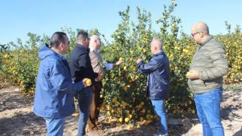 Piden la retirada de 50.000 toneladas de limón español