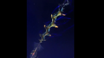 Fotografían por primera vez al calamar de otro planeta a 4.000 metros de profundidad