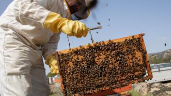 El cambio climático acelera la plaga que mata a las abejas españolas masivamente