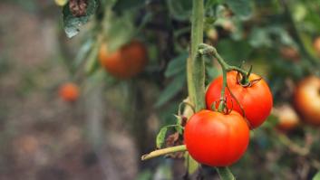Qué hay detrás del bulo de los tomates españoles que no saben a nada