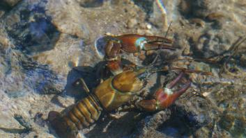 El cangrejo autóctono de la península resiste al hongo mortal americano