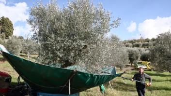 España vigila la probable hecatombe italiana con el aceite de oliva