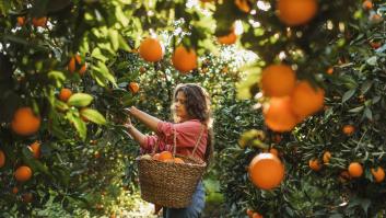 Misterioso desplome del precio de las naranjas
