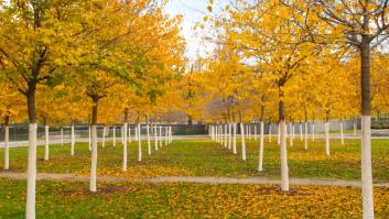 El arma secreta por la que debes pintar los árboles de blanco en otoño