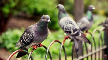 Tenerife pide a la población pasar de las palomas y entrena a sus temidos halcones