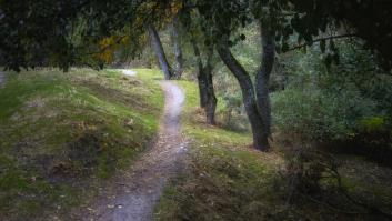 El extraño bosque mediterráneo perdido en mitad de Galicia