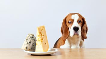 Cuando sepas el efecto de un trozo de queso en un perro no querrás darle nunca más
