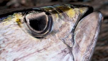 Un estudio alerta sobre altos niveles de mercurio en uno de los pescados más consumidos en España