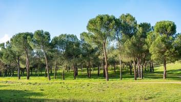 El 'quinto pino' existió: está en pleno centro de Madrid y lo mandó plantar el rey