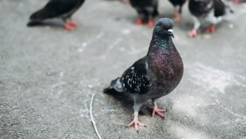 El innovador proyecto piloto para controlar población de palomas en España