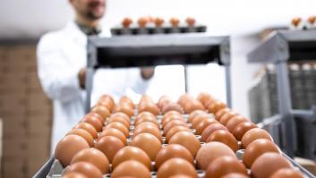 El sector industrial advierte: la producción de huevos puede gripar por la nueva ley animal