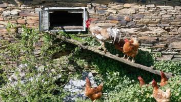 Colas, malestar y sanciones de 600 euros por la legalización de gallineros en Galicia