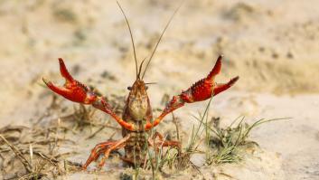 Murcia se auto castiga con el exterminador cangrejo americano
