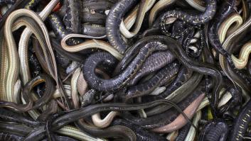 Científicos descubren en las serpientes un superalimento clave