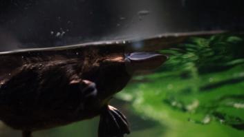El ornitorrinco más antiguo encontrado en la naturaleza supera todas las expectativas