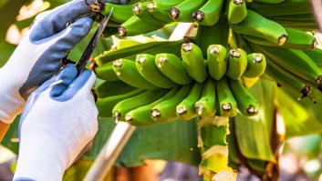Compra plátanos de Canarias y enseña la "cicatriz" de uno de ellos: hay teorías
