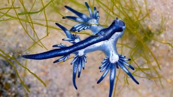 Los peligrosos dragones azules llegan a las playas europeas y piden no tocarlos