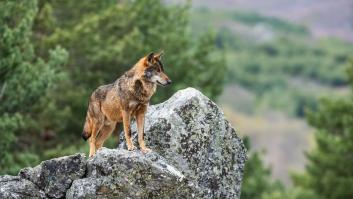 Dos lobos acorralan a un pastor menor de edad en Asturias