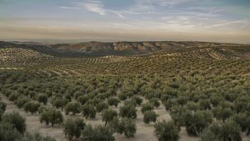 Estas dos provincias controlan el futuro del aceite de oliva en 2024