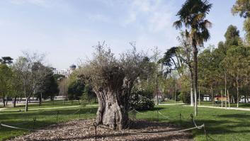 El árbol del centro de Madrid que pasa desaparecido y tiene más de 600 años