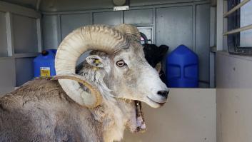 Un granjero se declara culpable de crear 'ovejas híbridas gigantes' y se expone a una condena sorprendente