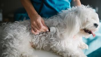 Una veterinaria cuenta su reacción a la propuesta de los dueños de un perro y se lleva un aplauso unánime