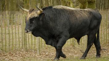 El toro desaparecido hace 500 años está a punto de "resucitar" a las puertas de España
