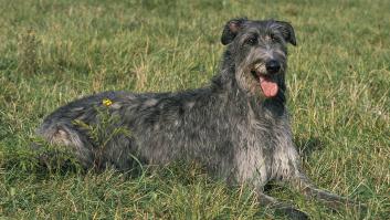 Un estudio deja a la altura del betún el mito de que este tipo de perro tiene más problemas de salud