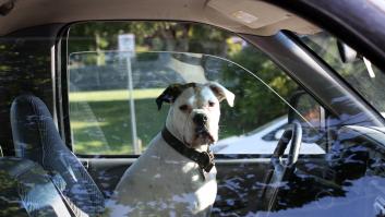 Los nuevos transportines climatizados para perros con la nueva ley animal