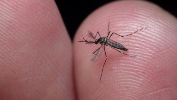 Un investigador avisa: la puerta entrada del dengue a Europa puede estar cerca de España
