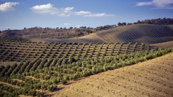 España confirma que se ha quedado sin olivos
