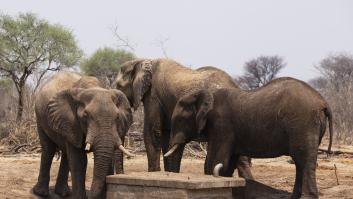 20.000 elefantes amenazan con entrar en Alemania