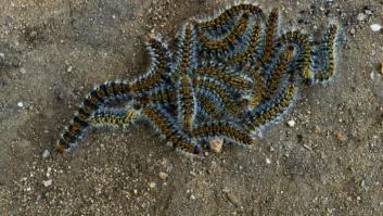 Un animal espeluznante empieza a invadir los bosques de Europa: una vez infestado, ningún veneno lo expulsará