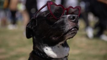 La NASA hace un llamamiento histórico a la población mundial con mascotas durante el eclipse solar