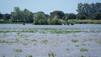 Doñana pasa la prueba de fuego con la sequía