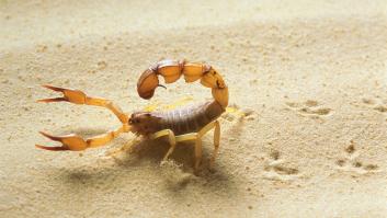 Comienza la temporada de escorpiones en España: estas son las 6 especies y las zonas que habitan
