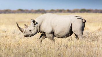 Arranca en Valencia el plan para salvar esta subespecie de rinoceronte en peligro de extinción