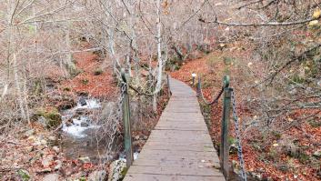 La ruta por el bosque mejor conservado de España: árboles centenarios, arroyitos y merenderos
