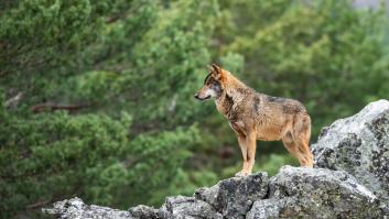 Madrid se enfrenta a los lobos con ayudas de hasta 3.500 euros