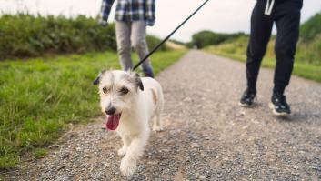 Una de las zonas más turísticas de España prepara el verano con altas multas para los dueños de perros