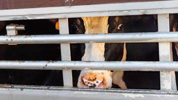 Los ganaderos declaran la guerra a la nueva ley animal por el transporte de animales