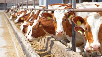 La OMS alerta que el virus de la gripe aviar fue detectado en leche de vacas infectadas en EEUU