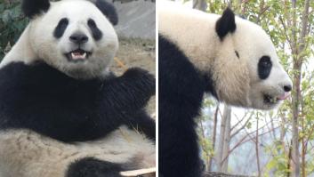Una nueva pareja de pandas llegará a Zoo Aquarium de Madrid a finales de abril