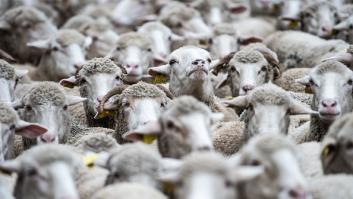 Las ovejas españolas se marchan a Marruecos