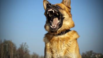 Los tres movimientos que jamás debes hacer ante un perro enfadado